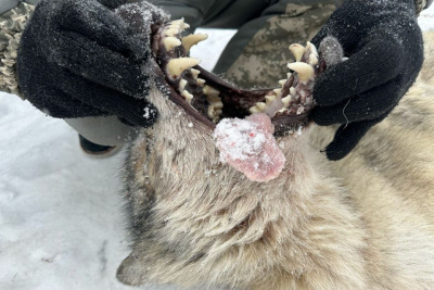Волка, который терроризировал жителей и убивал собак в якутском поселке Пеледуй, ликвидировали / Николай Борисов   
