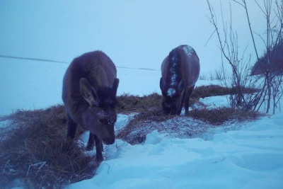 Трапезу самок изюбра запечатлела фотоловушка национального парка «Ленские столбы» / Нарыйа Пахомова  Хангаласский Республика Саха (Якутия)
