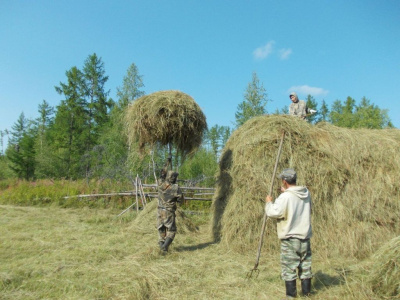 В Хангаласском и Намском районах планы по кормозаготовке будут выполнены / Дьулус Борочков  Хангаласский Республика Саха (Якутия)