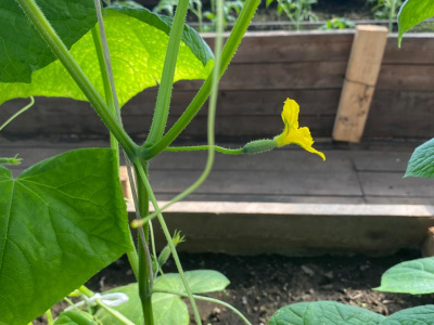 В Якокит пришла весна, прорастают семена!