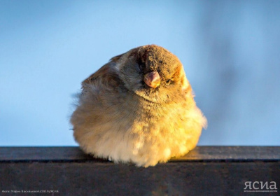ФОТОРЕПОРТАЖ. Покормите птиц зимой / Мария Васильева   