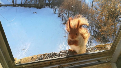 ВИДЕОФАКТ. В Нижнем Куранахе белка стучится в окно, чтобы ее угостили шишкой / ЯСИА  Алданский 