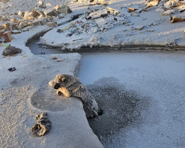 Пожарные Усть-Куйги спасли примерзшую ко льду собаку / Айаал Аргунов   