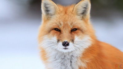 Рыжие гости: К работникам карьера «Заря» наведываются лисицы (ВИДЕО) / ЯСИА   