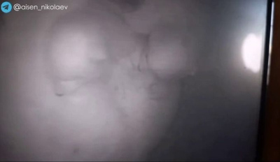 Видео: в якутском зоопарке «Орто Дойду» показали белых медвежат / ЯСИА   