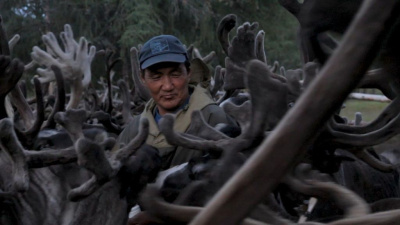 Документальный фильм о якутском оленеводе получил приз на кинофестивале «Спутник над Польшей» / Вероника Аммосова   Республика Саха (Якутия)