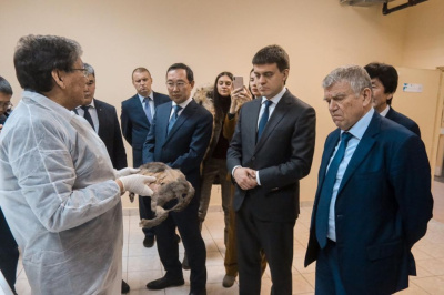 Михаилу Котюкову показали мамонтенка Диму и древнего щенка Догора / Санаайа Иванова   