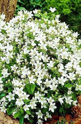 Колокольчик молочноцветковый Вайт Пуф ASF 1 шт Р9