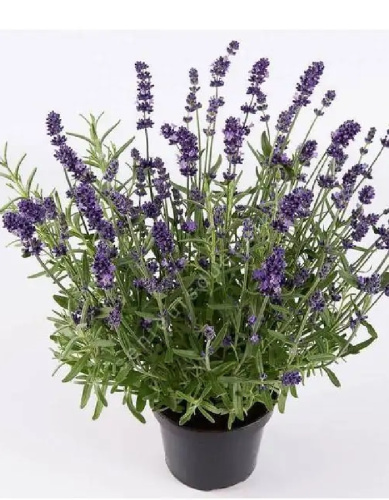 Лаванда Промис ASF 1 шт Р9