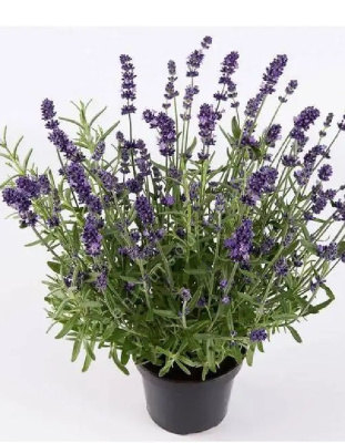 Лаванда Промис ASF 1 шт Р9