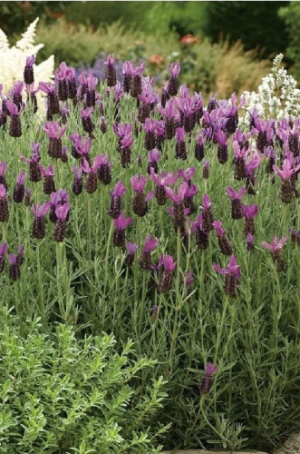 Лаванда Фрагрант баттерфляй ASF 1 шт Р9