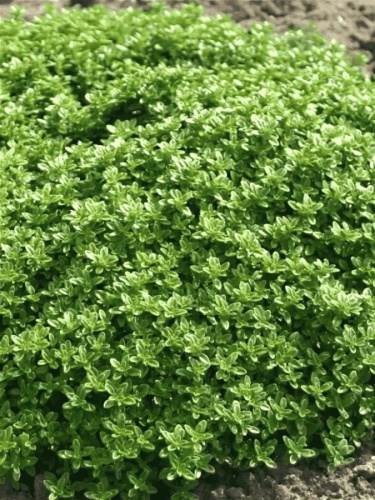 Тимьян Лимончелло ASF 1 шт р9