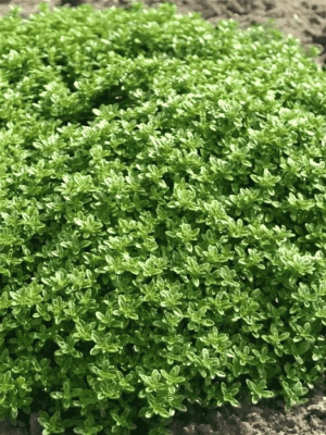 Тимьян Лимончелло ASF 1 шт р9