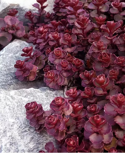 Очиток ложный Вуду ASF 1 шт Р9