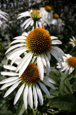 Рудбекия Белая Лебедь ASF 1 шт Р9