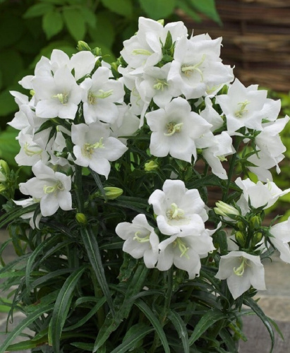 Колокольчик персиколистный Вайт Такион ASF 1 шт Р9