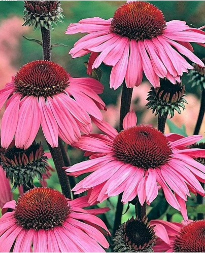 Рудбекия Розовая ASF 1 шт Р9