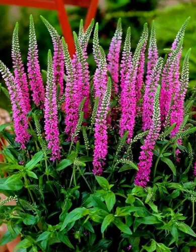 Вероника (колосковая) колосистая Розовая ASF 1 шт Р9