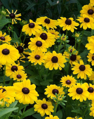 Рудбекия волосистая Тото Рустик  ASF 1 шт Р9