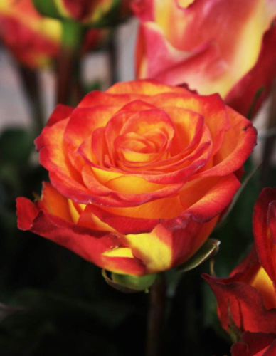 Роза чайно-гибридная Утопия