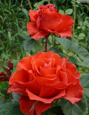 Роза чайно-гибридная Эль Торо