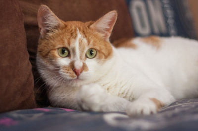 Ветеринар: Домашние животные болеют коронавирусом, но не заражают человека / Иванова Светлана   