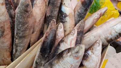 Россельхознадзор: Прекращены действия двух деклараций о соответствии на рыбную продукцию / ЯСИА   