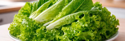 Как выбирать и хранить листовые салаты романо и латук?