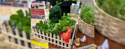 Зимнее чудо: первый урожай зелени получили ученики Батаринской школы /    