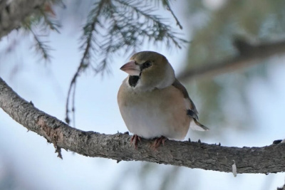 Европейскую птичку заметили в Якутии в феврале / Нарыйа Пахомова   Республика Саха (Якутия)