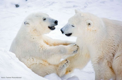 Победитель конкурса об Арктике примет участие в авиамониторинге белых медведей в Якутии / Анастасия Филиппова   Республика Саха (Якутия)