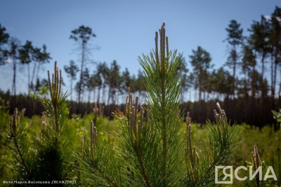 В Якутии определили пять приоритетных целей в сфере экологии до 2030 года / ЯСИА   Республика Саха (Якутия)