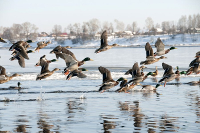 Объявлены сроки весенней охоты в Якутии /    Республика Саха (Якутия)