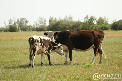 Первый инновационный животноводческий комплекс планируют открыть в Якутии / ЯСИА   Республика Саха (Якутия)