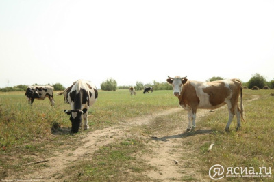 Якутия занимает лидирующие позиции в ДФО по объему производства сельхозпродукции / Нарыйа Пахомова   