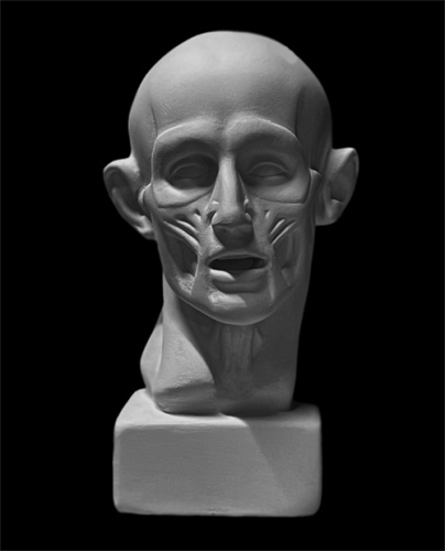 Гипс Экорше головы по Гудону, малое