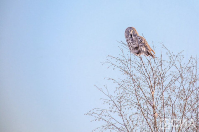 В арктической зоне Якутии из-за изменения климата зафиксировали нетипичные виды животных / ЯСИА   