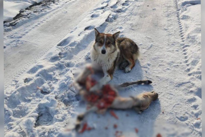В Мегино-Кангаласском районе собака съела жеребенка / Саина Титова   
