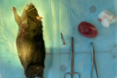 В Вилюйске домашней крысе удалили огромную опухоль / Карина Оконешникова   