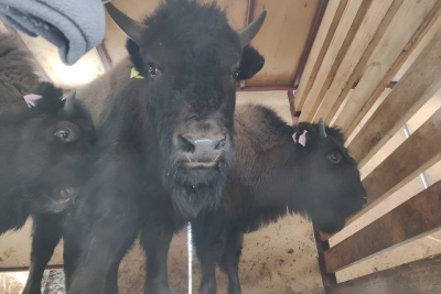 В Среднеколымском районе Якутии откроют бизонарий / Карина Оконешникова Алеко-Кюель Среднеколымский Республика Саха (Якутия)