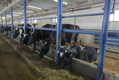 В 2025 году объём сельхозпродукции в Якутии превысил 38 млрд рублей / Алексей Рудых   Республика Саха (Якутия)