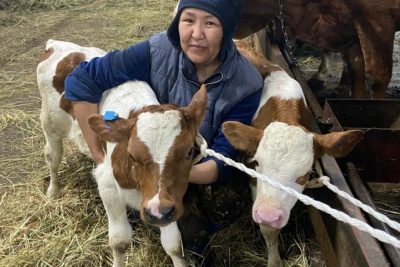 Телят-двойняшек из фермы в Кобяйском районе назвали Арктик и Телеком / ЯСИА  Кобяйский Республика Саха (Якутия)