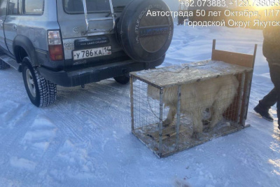 Хозяйский алабай на самовыгуле укусил девятилетнего ребенка в Якутске / ЯСИА Якутск Якутск Республика Саха (Якутия)