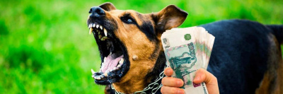 Требования к владельцам животных ужесточаются: введены большие штрафы за укусы животных /    