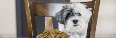 Разработан корм для собак-веганов /    