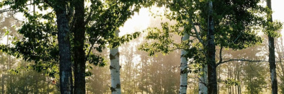 Создана вакцина от аллергии на березовую пыльцу /    