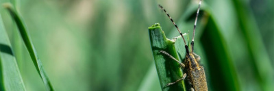 В ЕС вновь одобрили употребление личинок жуков в пищу /    