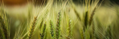 Выбросы CO2 снижают питательность кукурузы, риса и других культур /    