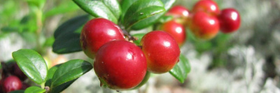 Настоящих органических продуктов становится больше /    