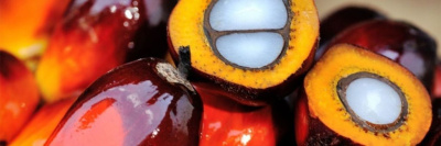 В мире появится аналог пальмового масла, полученный из спирта /    